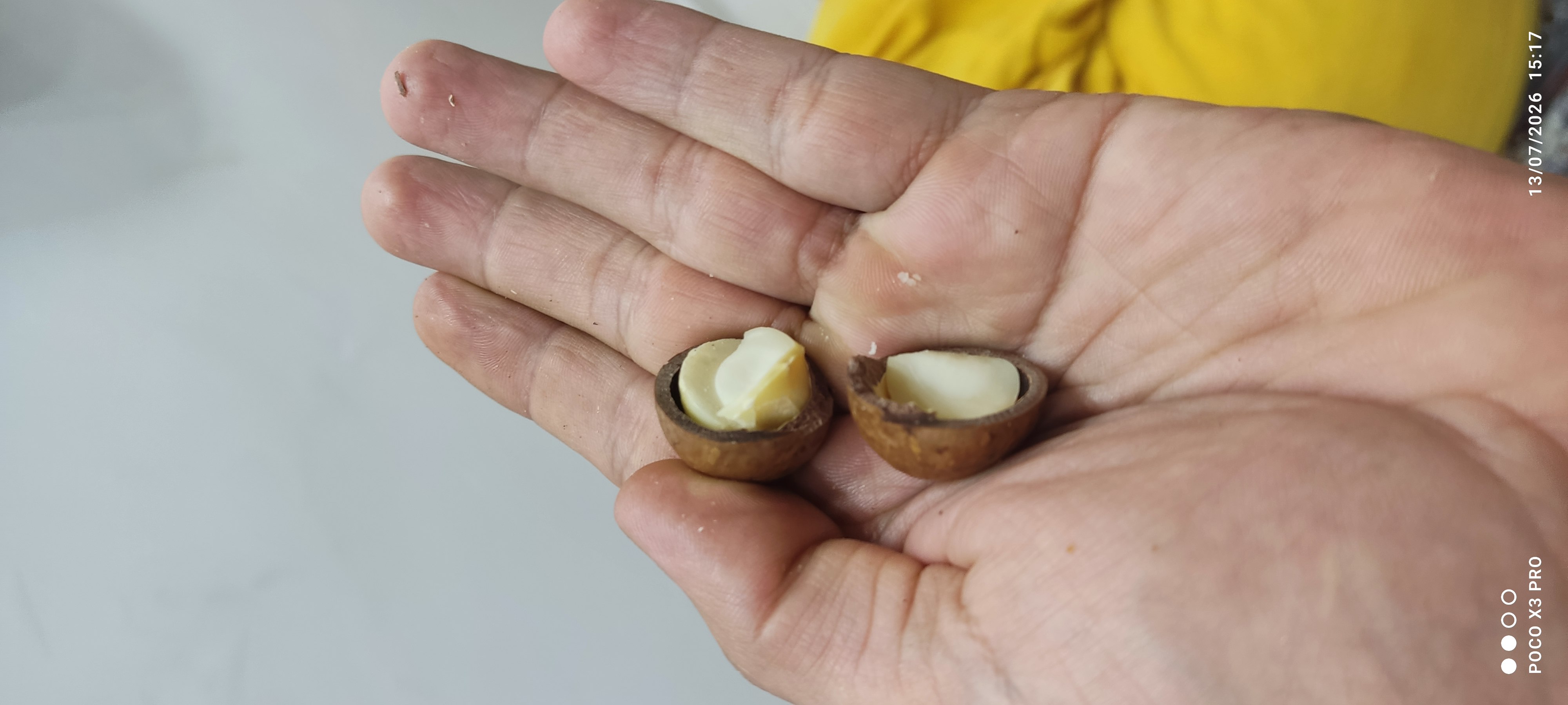 فندق استرالیایی ( ماکادامیا ) یک کیلوگرم