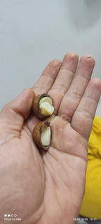 فندق استرالیایی ( ماکادامیا ) یک کیلوگرم